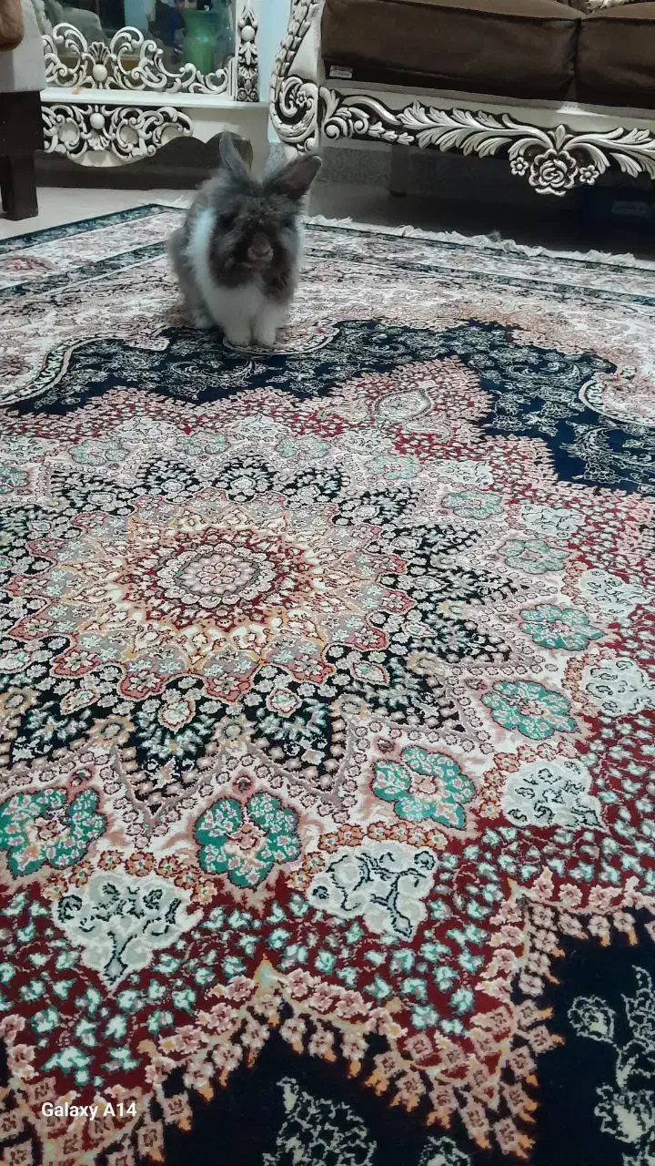 خرگوش نر فروشی|موش و خرگوش|لاهیجان, انقلاب|دیوار