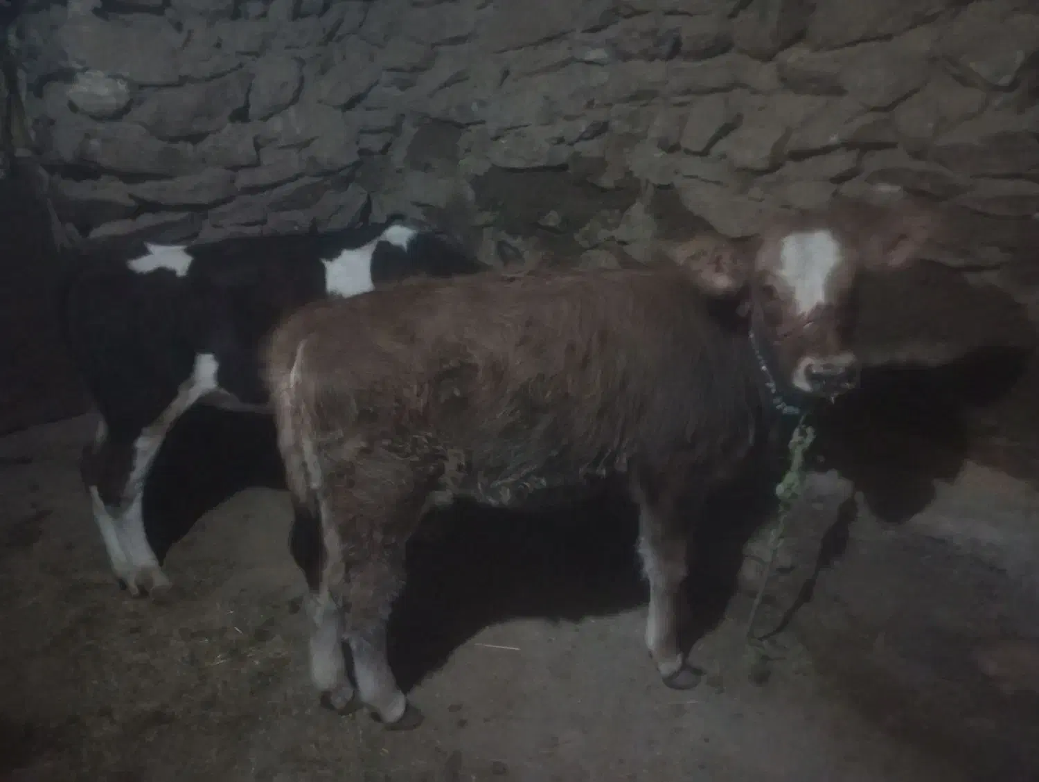 گوساله بلژیکی|حیوانات مزرعه|سارال, |دیوار