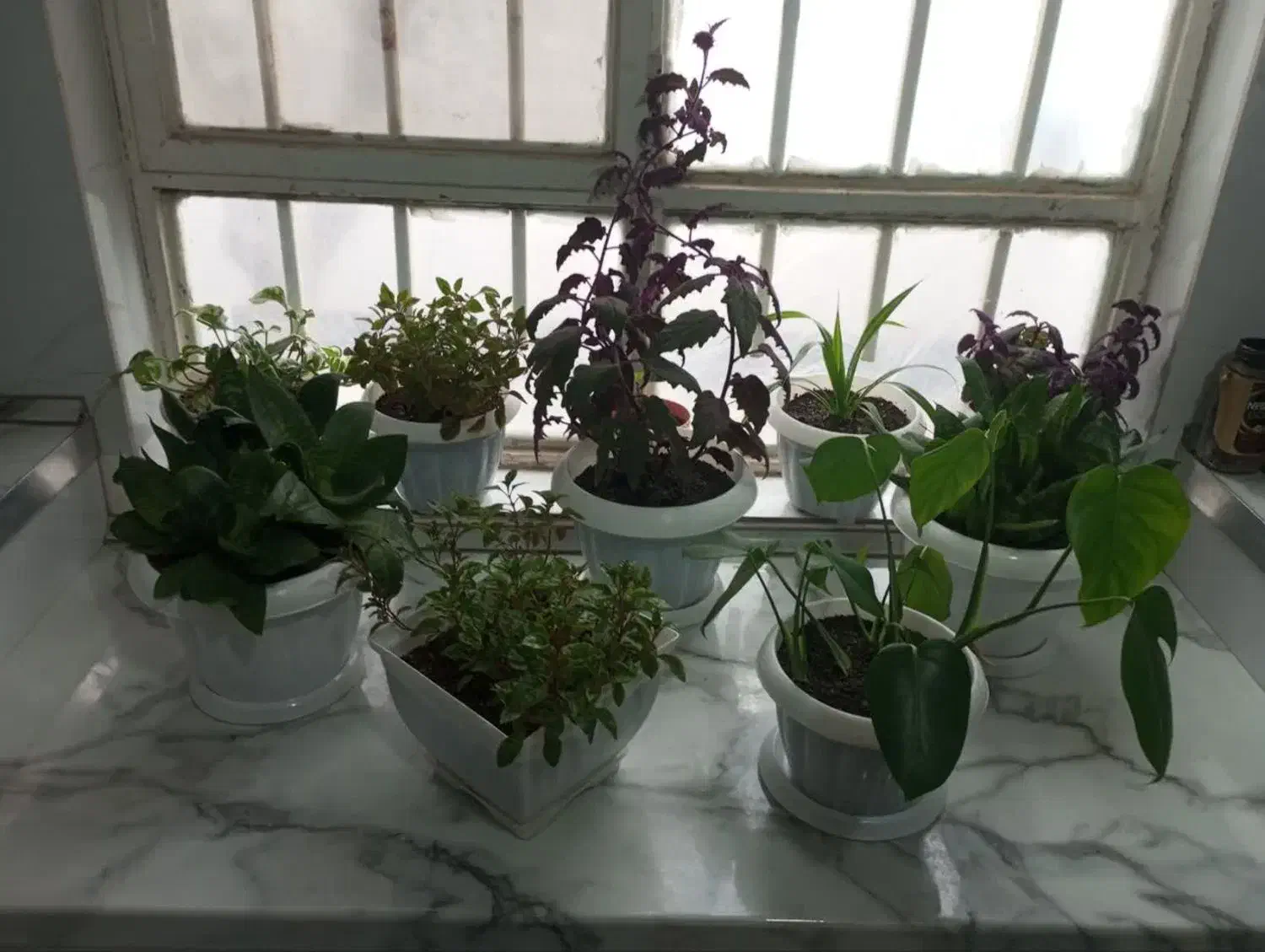 گل و گیاه|گل و گیاه طبیعی|نیشابور, شریعتی|دیوار