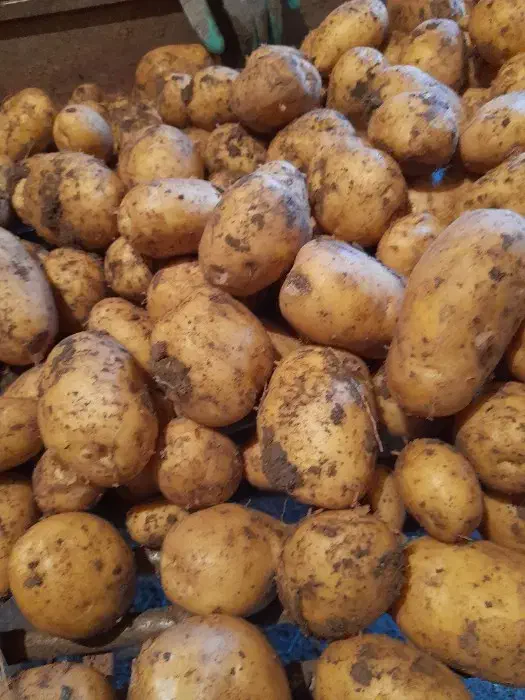 سیب زمینی|خوردنی و آشامیدنی|قروه, |دیوار