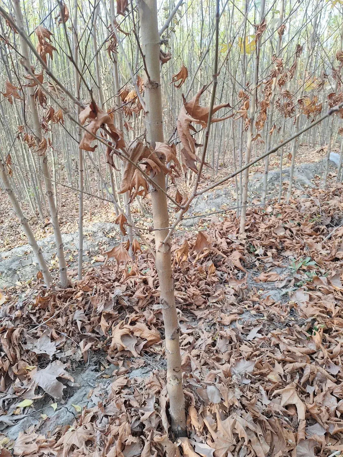 چنار سفید اصفهان|خدمات باغبانی و درختکاری|شاندیز, |دیوار