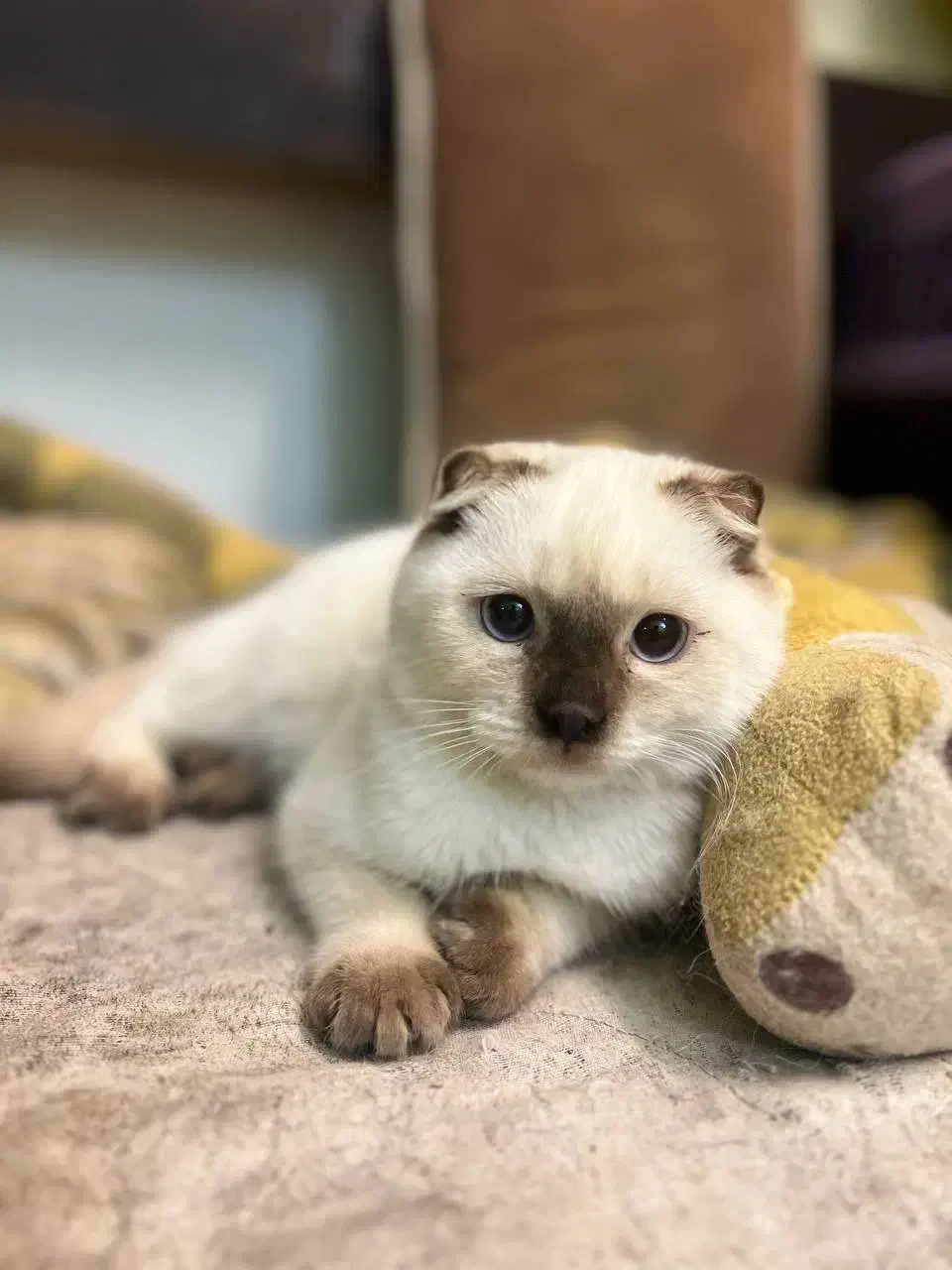 اسکاتیش دبلفولد ماده|گربه|محمدشهر, محمدشهر|دیوار