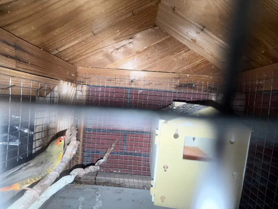 فنچ اروپایی|پرنده|تهران, اکباتان|دیوار