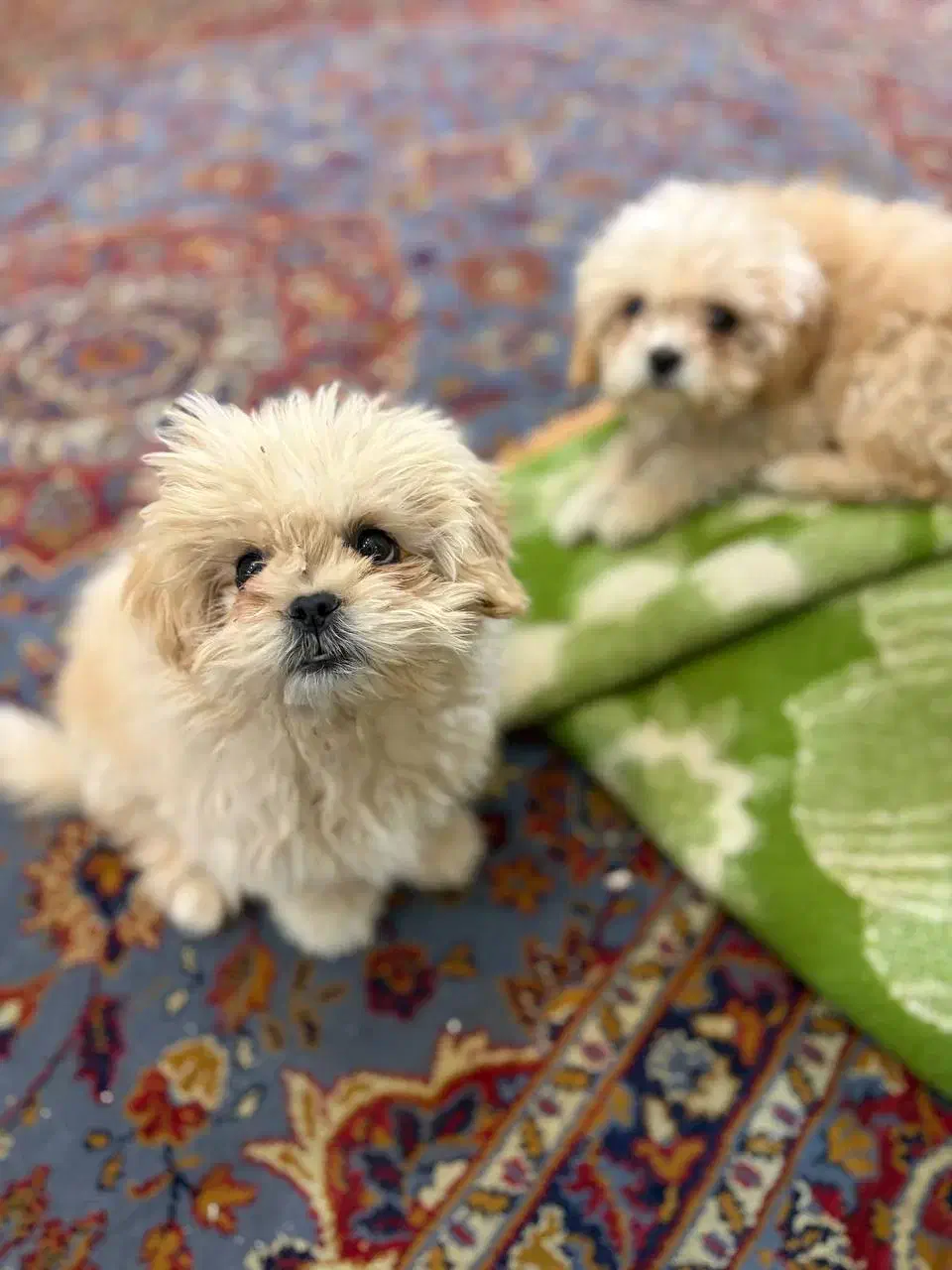 سگ شیتزو|سگ|اراک, |دیوار