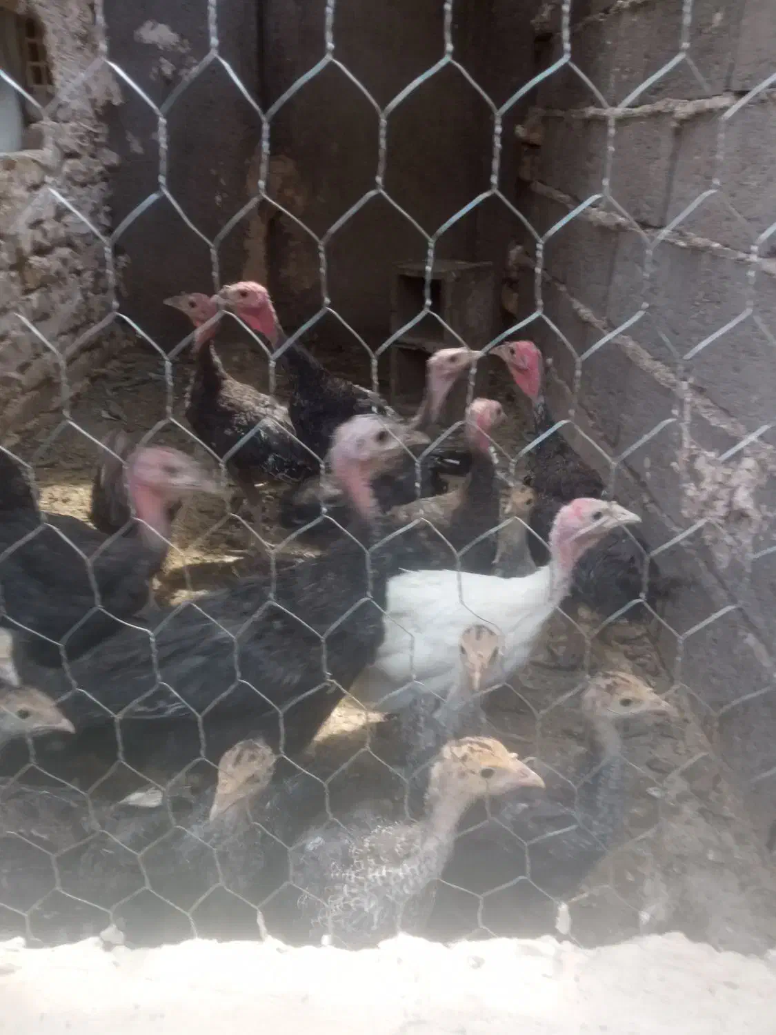 بوقلمون ۶ ماهه معاوضه با دستگاه جوجه کشی|حیوانات مزرعه|رشتخوار, |دیوار