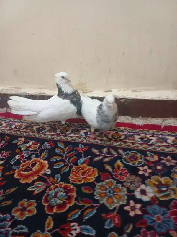 علی|حراج|شادگان, |دیوار