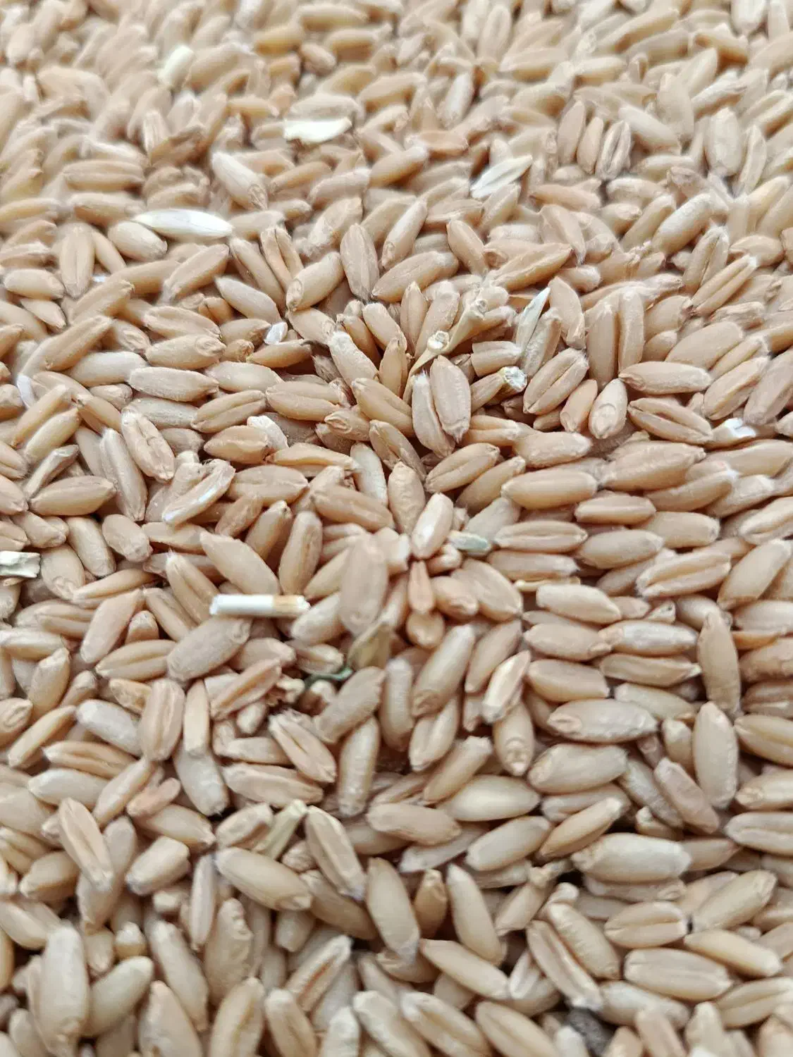 گندم دیم برای بذر گندم منطقه سیلاخور|حیوانات مزرعه|سیلاخور, |دیوار