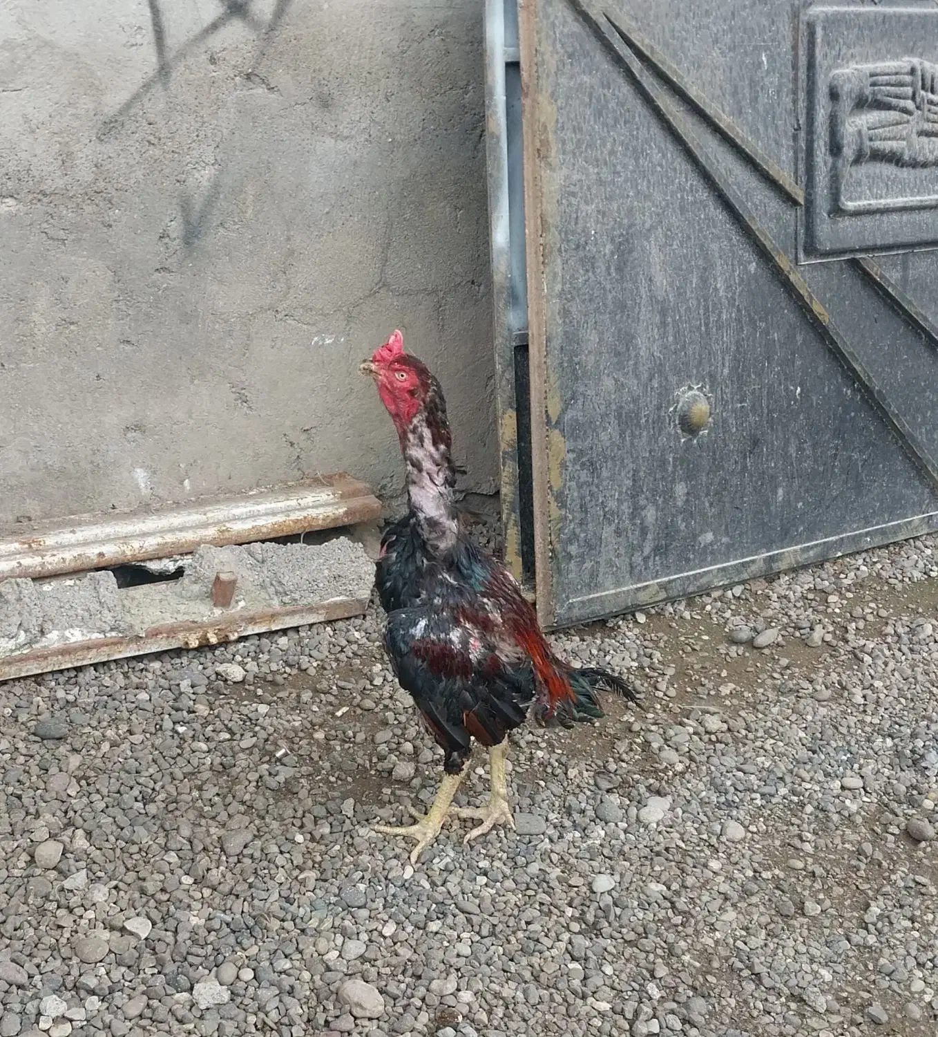 خروس لاری اصل|حیوانات مزرعه|رشت, پیرکلاچای|دیوار