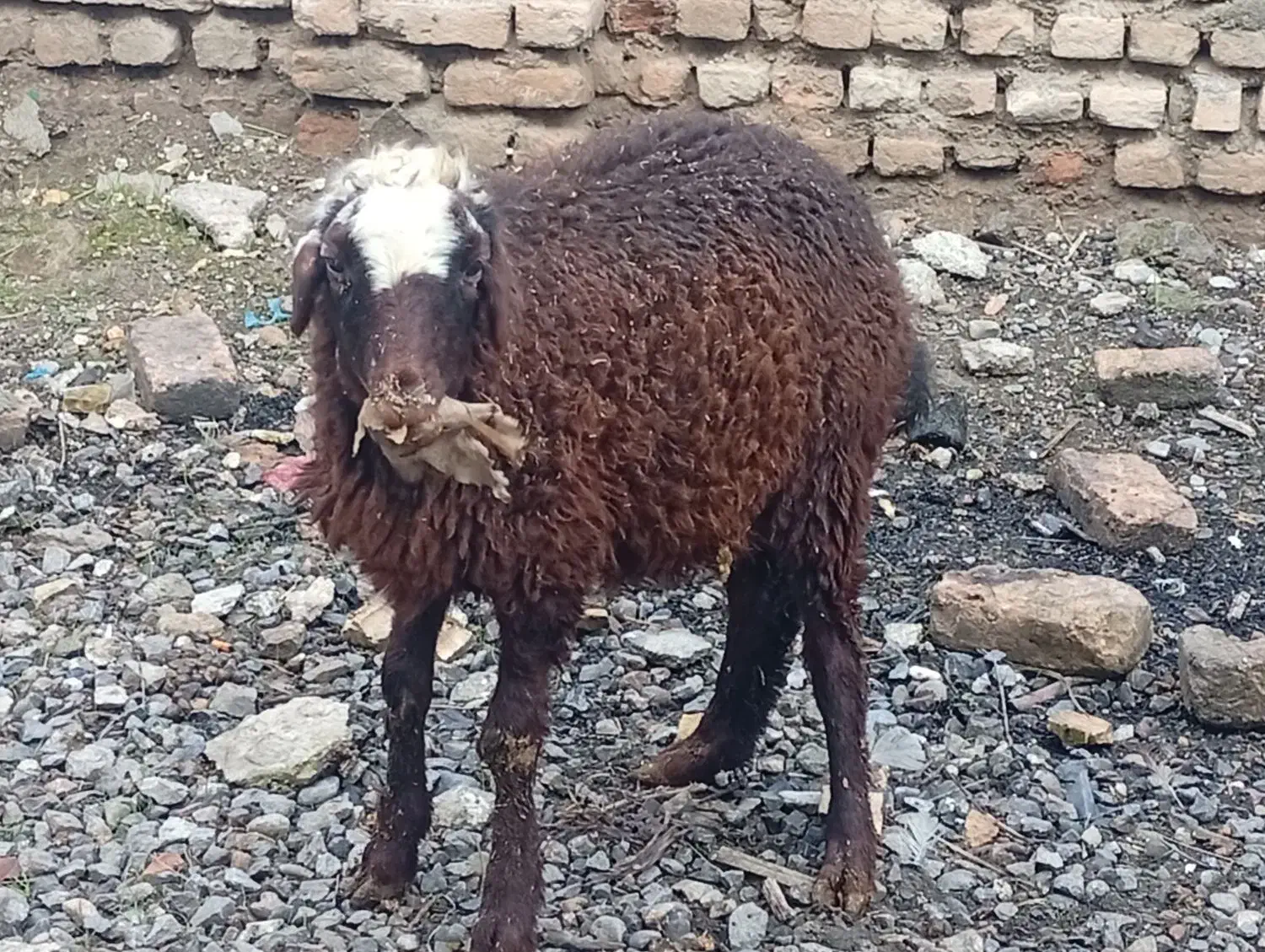 بره نر سالم خوش خوراک|حیوانات مزرعه|گرگان, |دیوار