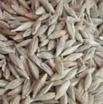 جو محلی|خدمات باغبانی و درختکاری|میمند, |دیوار