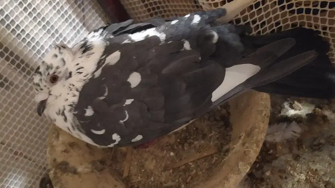 سرور|پرنده|یاسوج, |دیوار