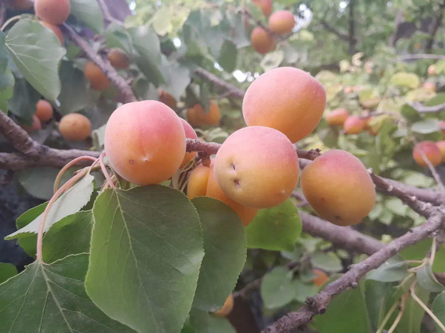 نهالستان اطمینان(محجوب)|خدمات باغبانی و درختکاری|تبریز, |دیوار