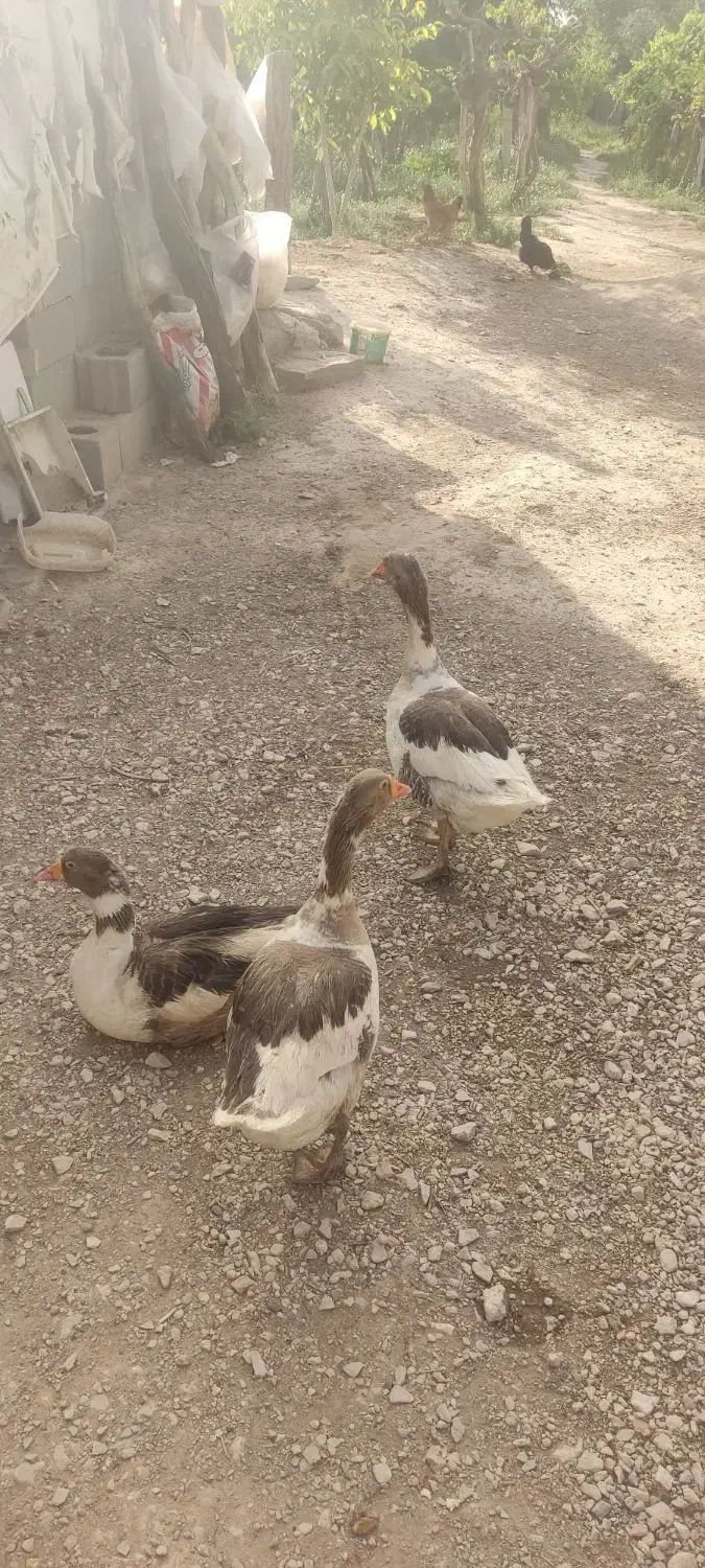 فروش غازبالغ|حیوانات مزرعه|شاهرود, |دیوار