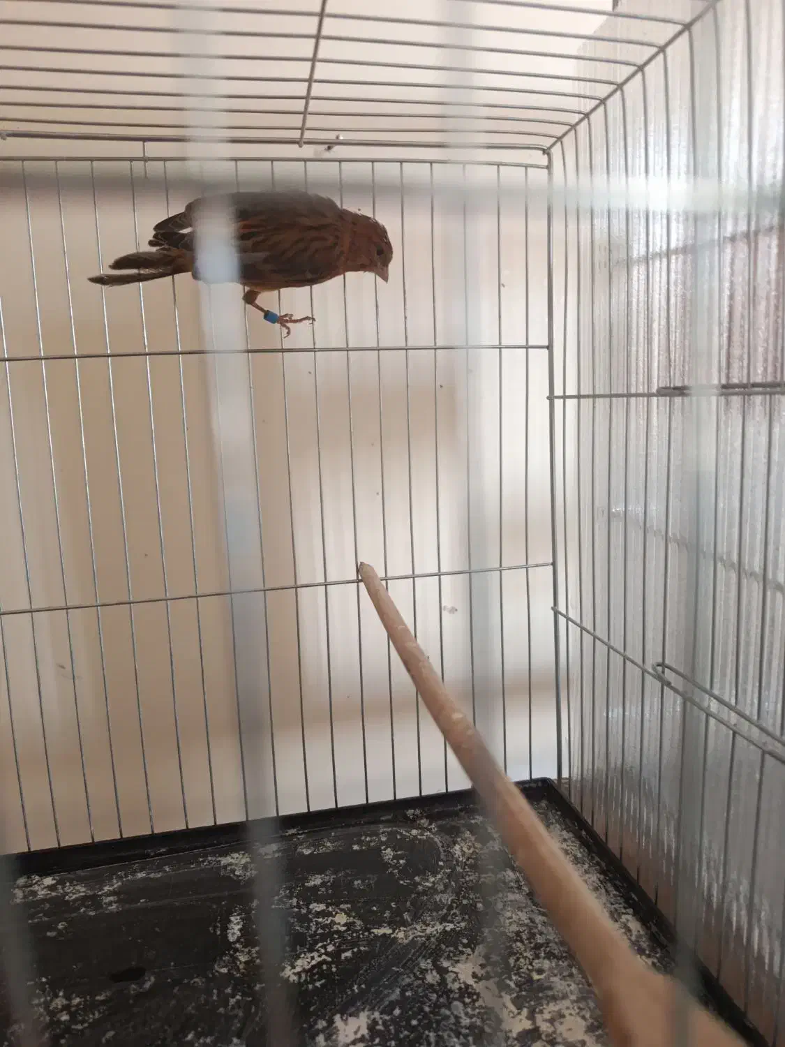 قناری نر|پرنده|شاهین‌شهر, نبوت|دیوار