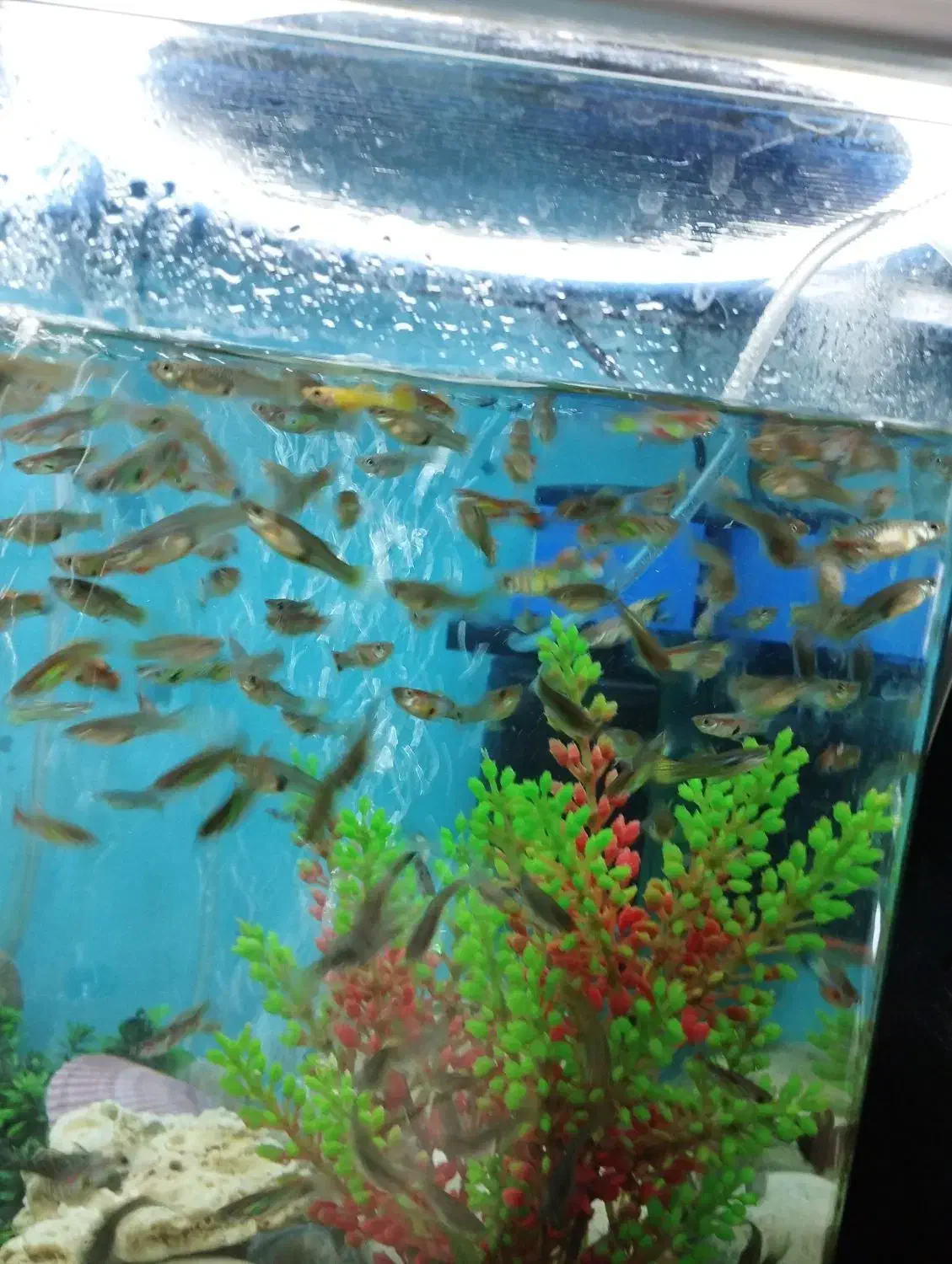 ماهی گوپی کوپی دونه ای 10 تومن|ماهی|اصفهان, دوطفلان|دیوار