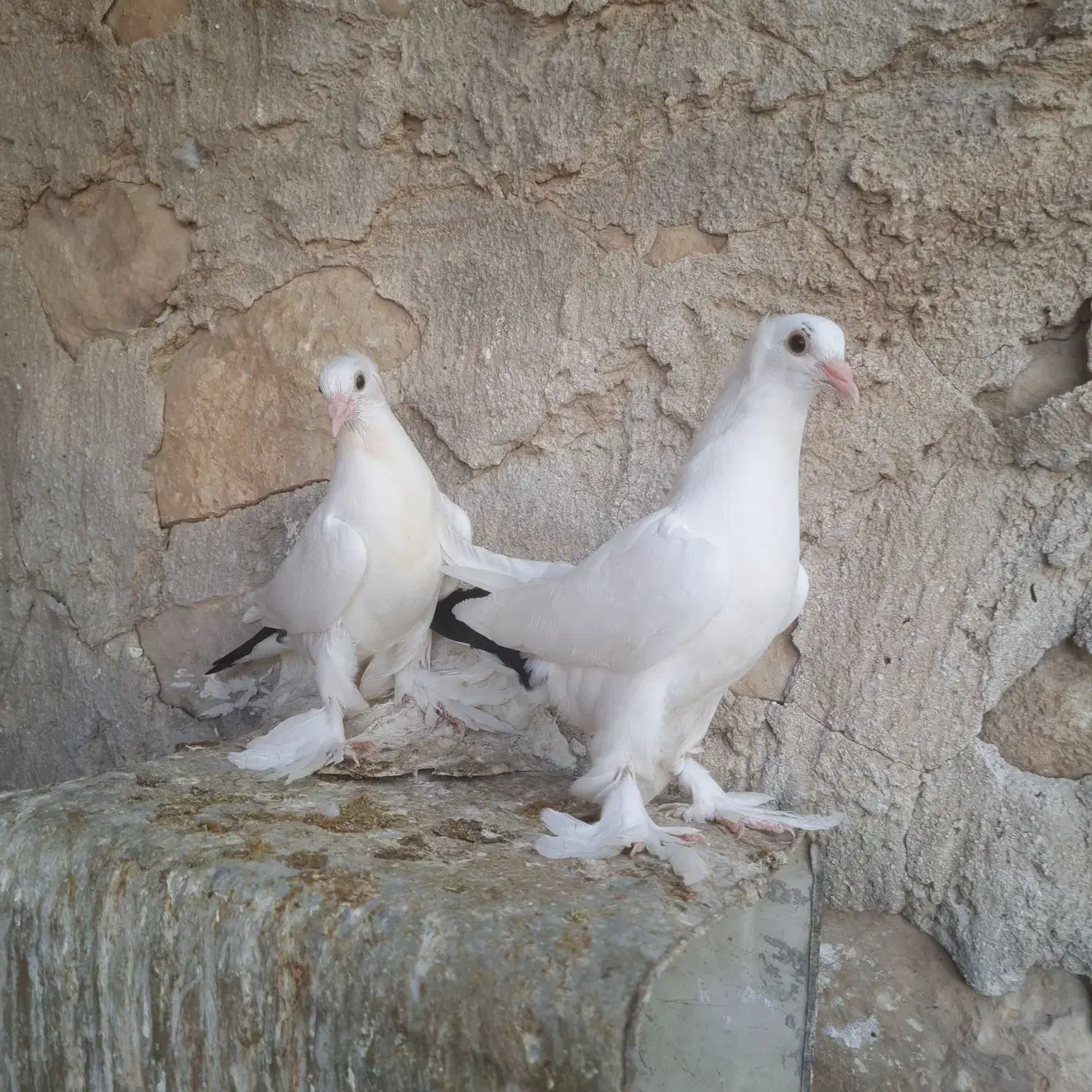 دمبی|پرنده|دهدشت, |دیوار