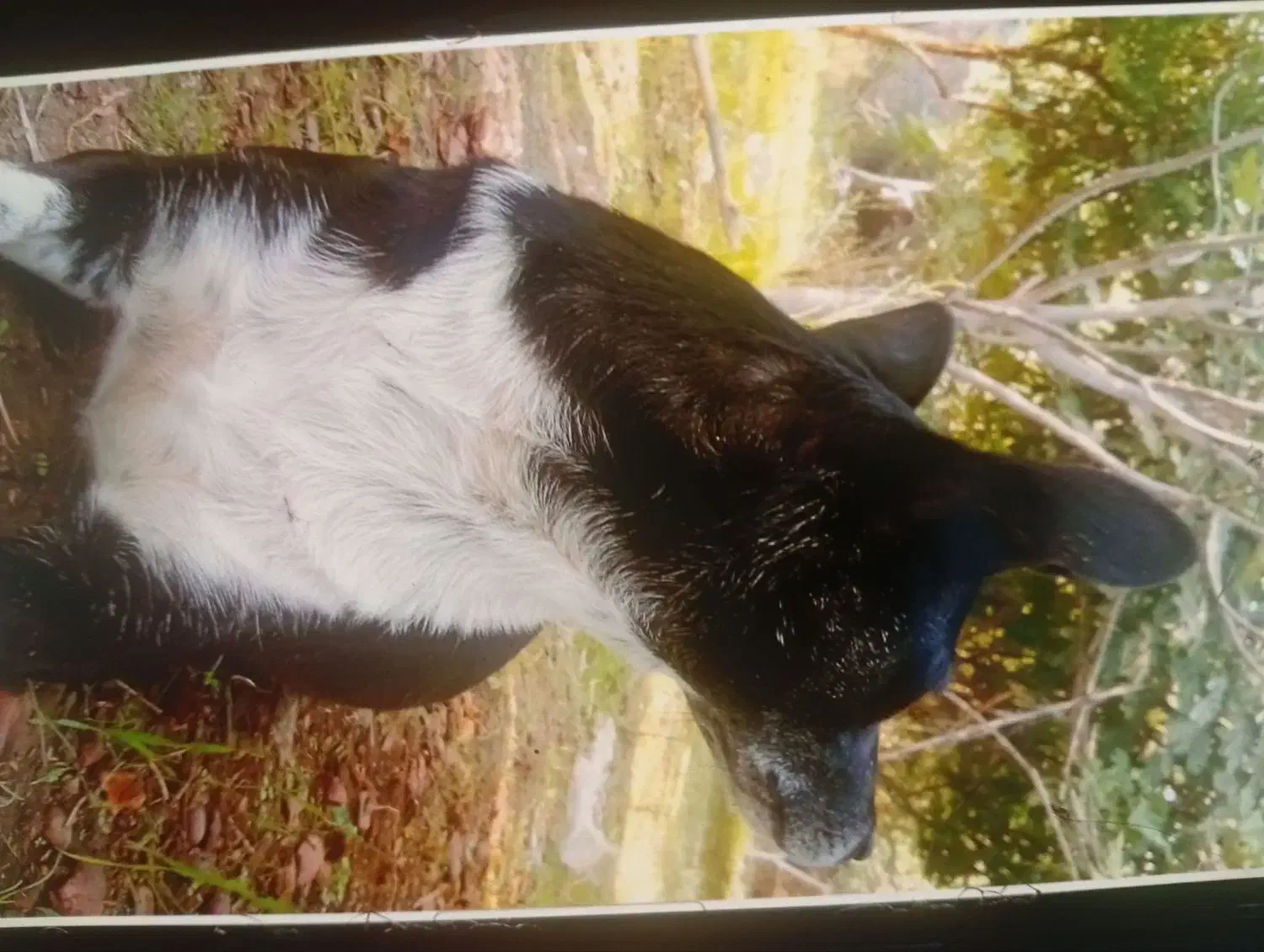 سگ پاکوتاه گمشده|حیوانات|گالیکش, |دیوار