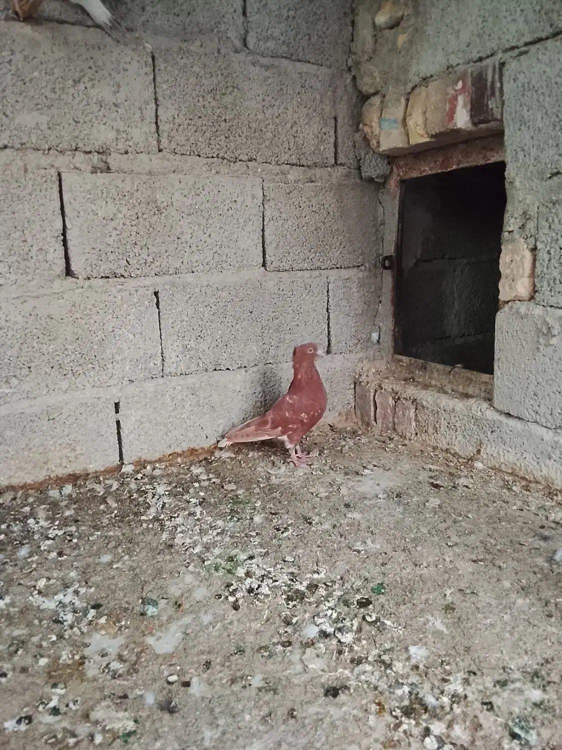 سرخ دم سفید خال سیاه|پرنده|سراوان, |دیوار