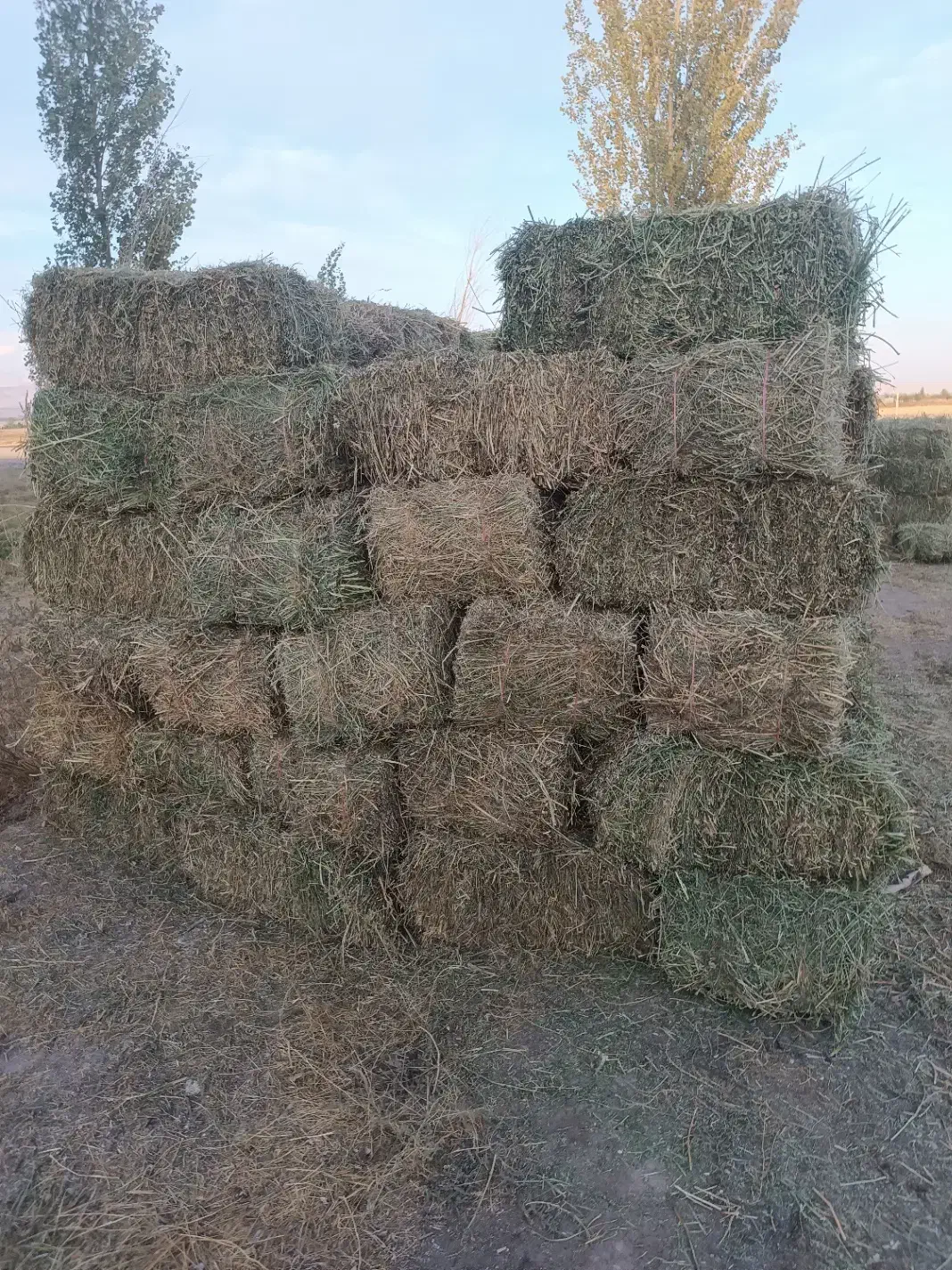 فروش یونجه چین اول پرس شده کاملا خشک|عمدهفروشی|سراب, |دیوار