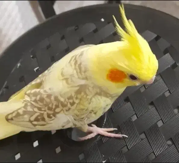 عروس هلندی نر|پرنده|شاهدشهر, |دیوار