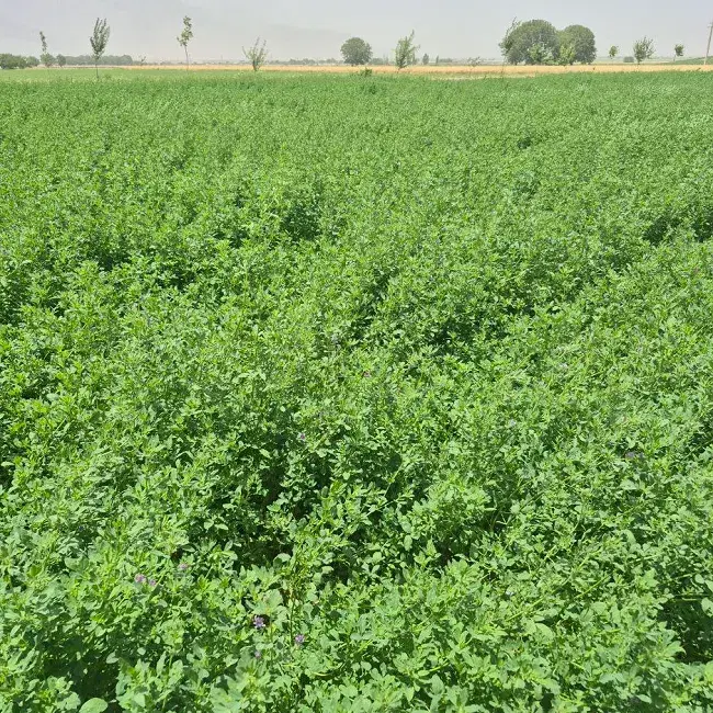 یونجه جت|لوازم التحریر|خرمشهر, |دیوار