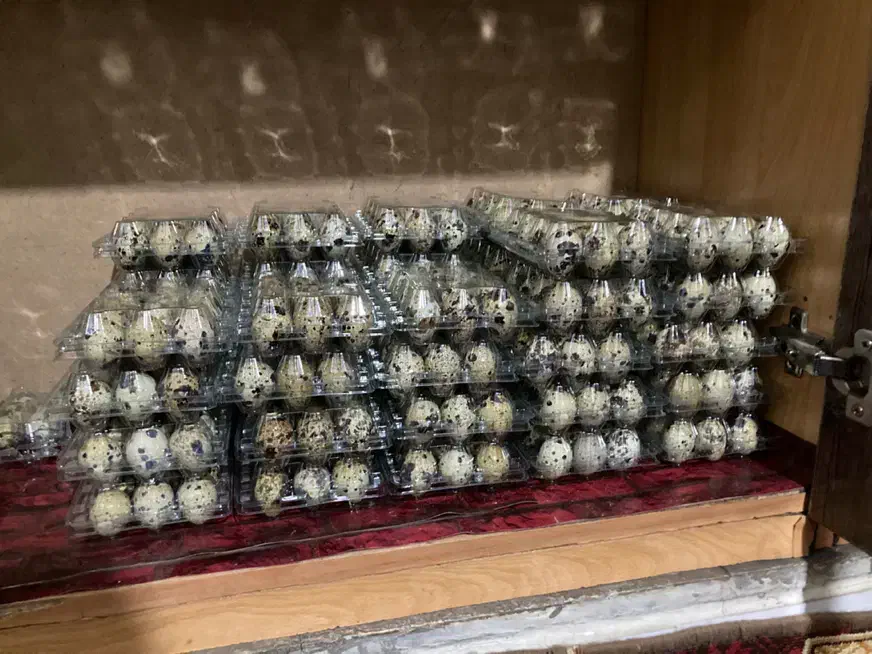 تخم بلدرچین|خوردنی و آشامیدنی|بردسیر, |دیوار