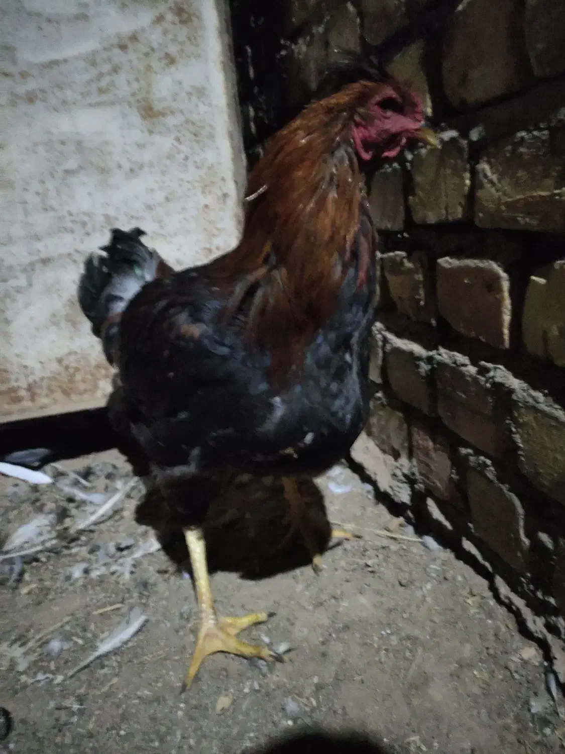 خروس چاق|حیوانات مزرعه|جوین, |دیوار