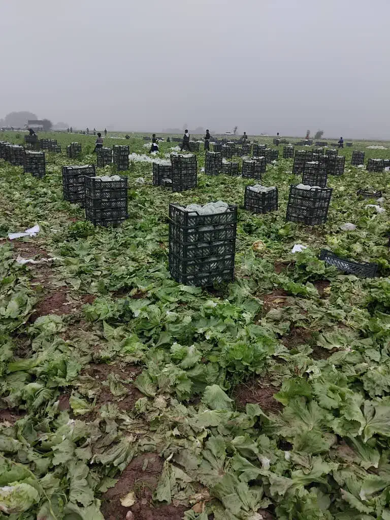 نیازمند کارگر کاهو و کرفس|استخدام صنعتی، فنی، مهندسی|دزفول, |دیوار