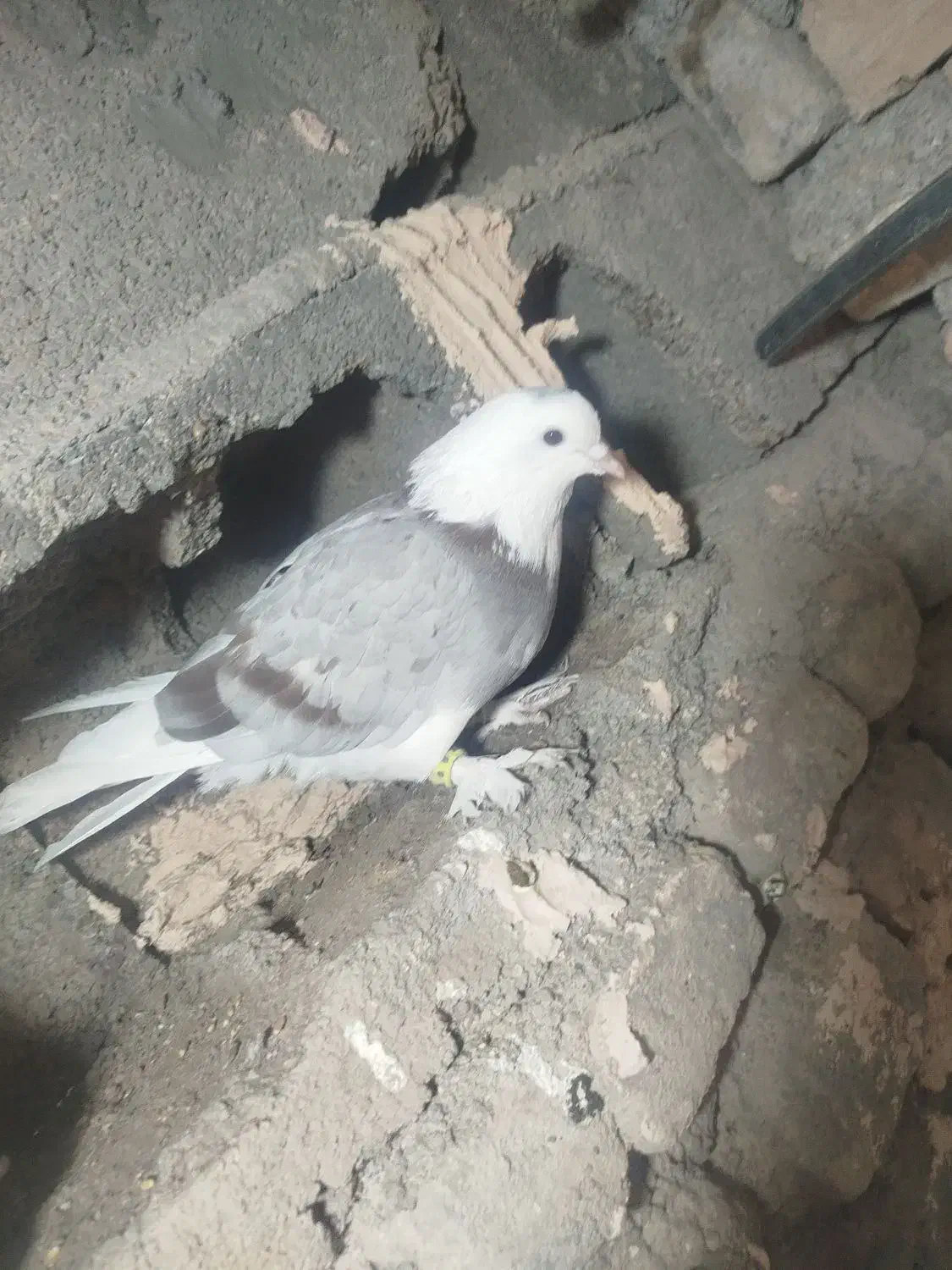 کفتر برشی پشتی نر|پرنده|جغتای, |دیوار