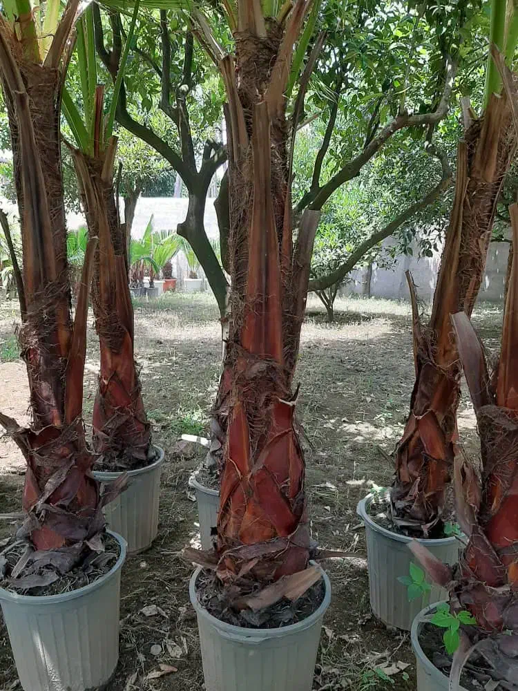 نخل پالم واشنگتن|گل و گیاه طبیعی|آمل, |دیوار