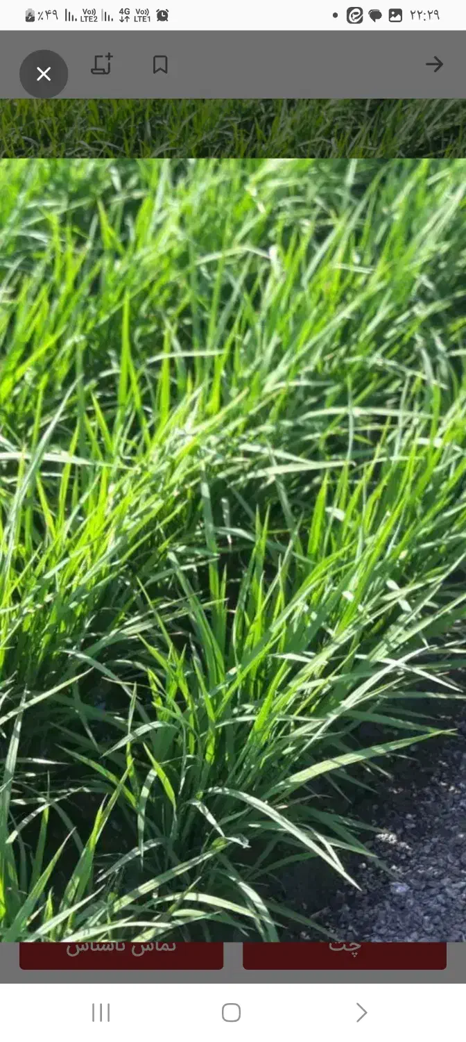 برنج پیش فروش|خوردنی و آشامیدنی|سیلاخور, |دیوار