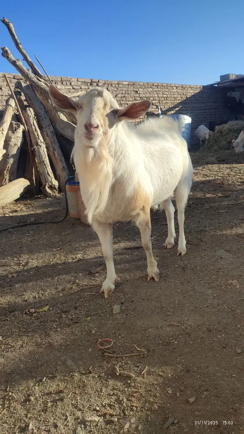 نر بز سانن|حیوانات مزرعه|نیمبلوک, |دیوار