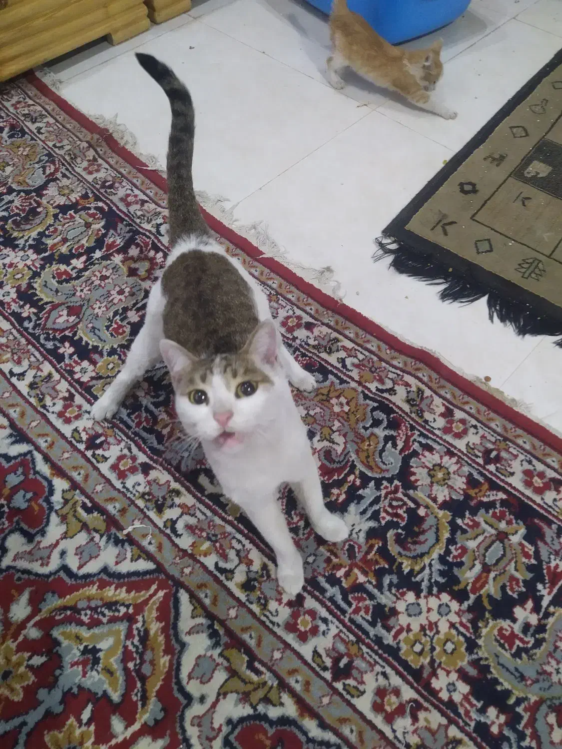 واگذاری گربه|گربه|شیراز, رازی|دیوار