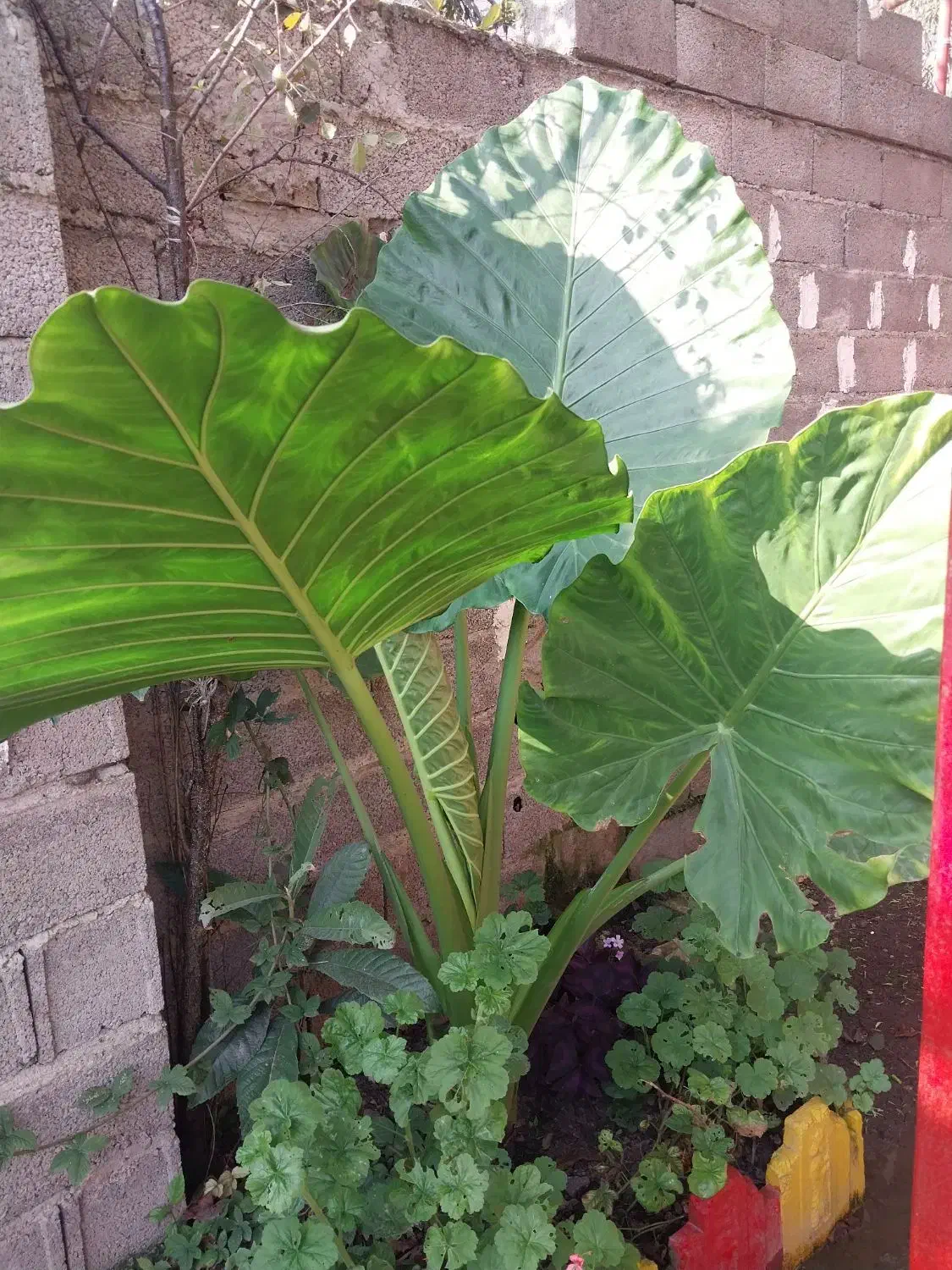 گل بابا آدم|گل و گیاه طبیعی|آستانه اشرفیه, |دیوار