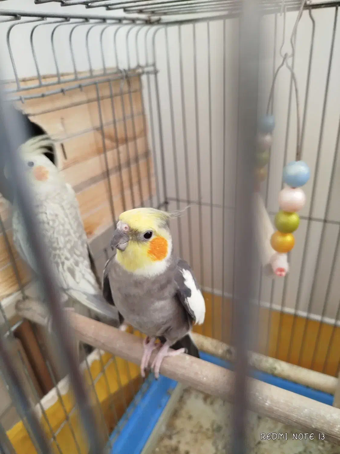 عروس هلندی مولد سخنگو|پرنده|سنندج, |دیوار