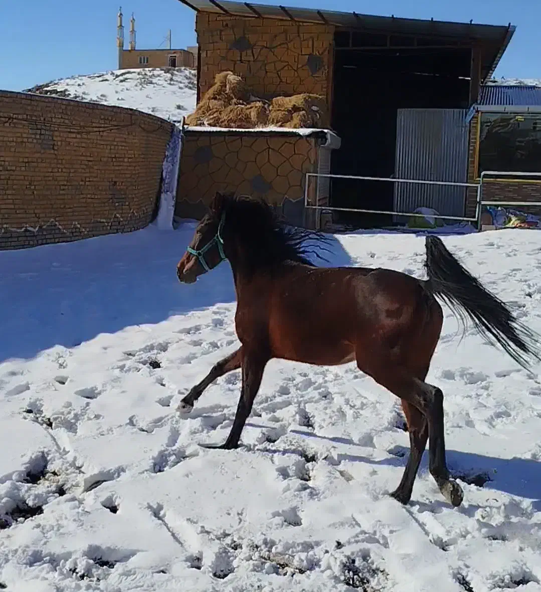 اسب مادیان کرد|اسب و تجهیزات اسب‌سواری|تبریز, |دیوار