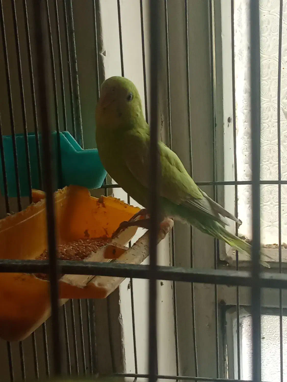 مرغ عشق ماده|پرنده|اسلام‌‌آباد غرب, |دیوار