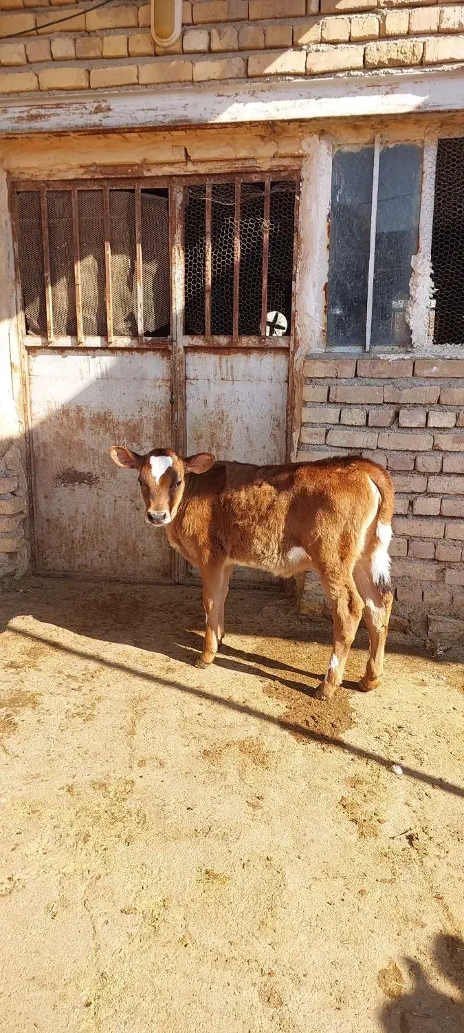 گوساله مادهجرسی|حیوانات مزرعه|ماهیدشت, |دیوار