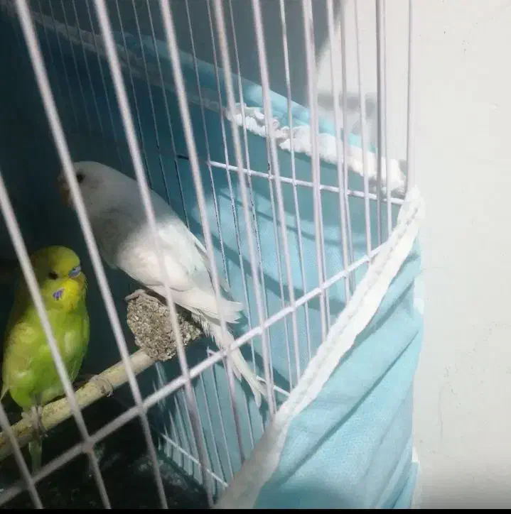 مرغ عشق و عروس هلندی|پرنده|مشهد, اروند|دیوار