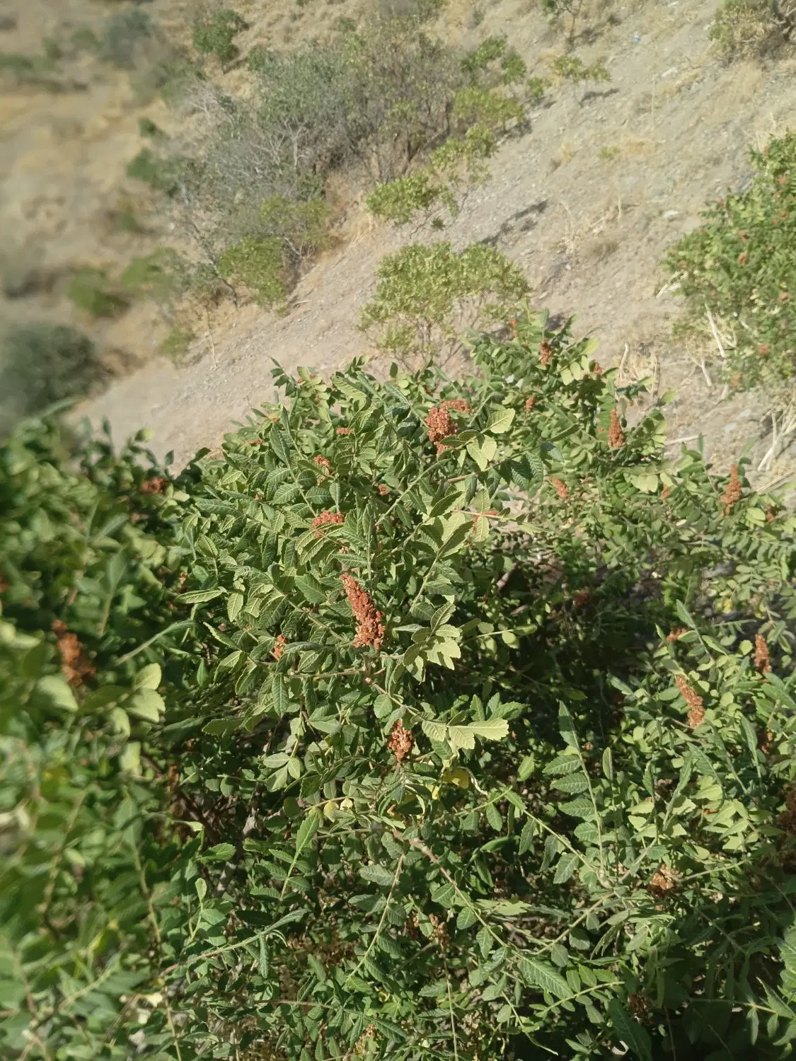 سماغ|خوردنی و آشامیدنی|آسارا, |دیوار