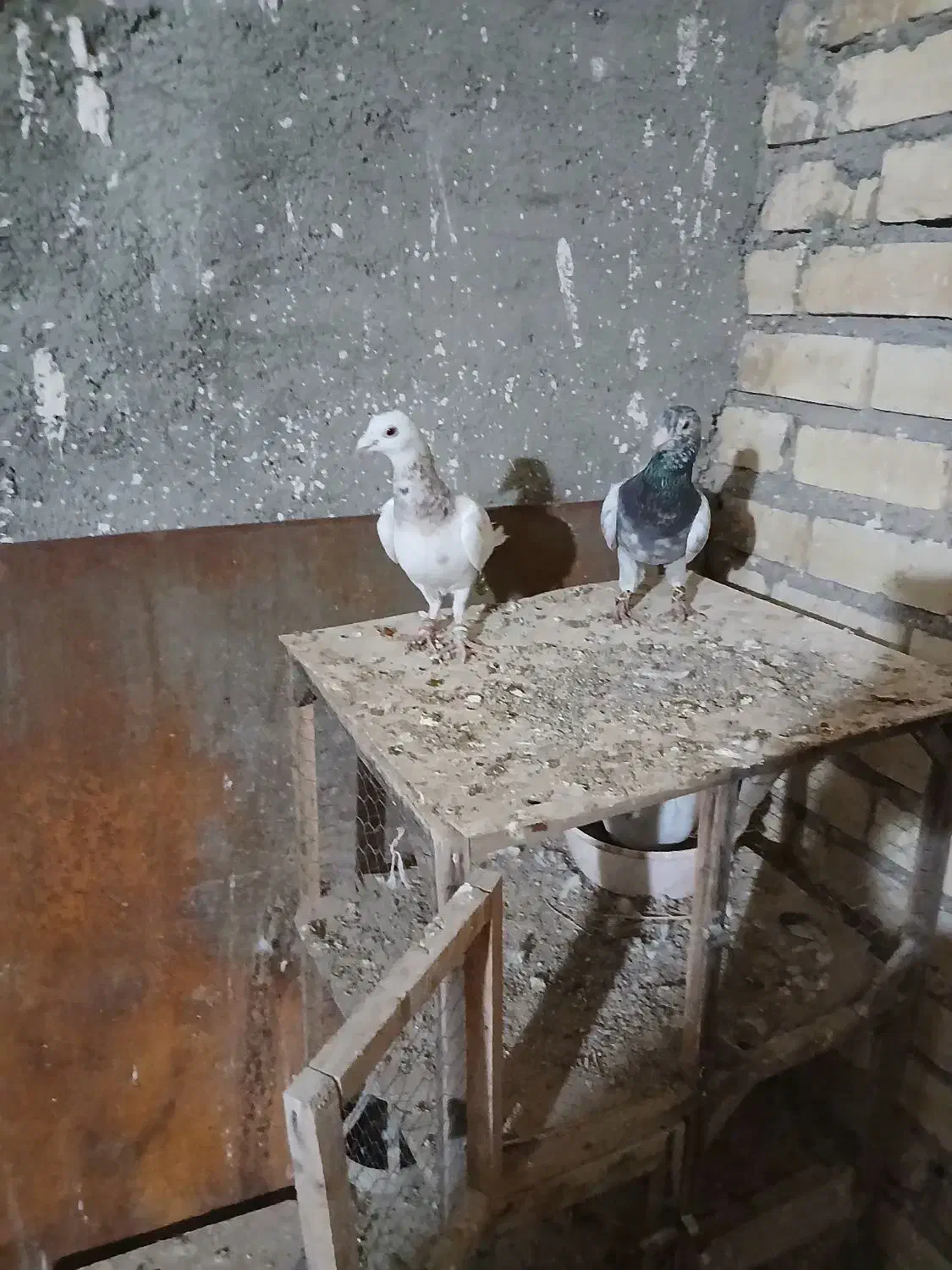 کفتر سار و طوقی|پرنده|مشهد, زمانه|دیوار