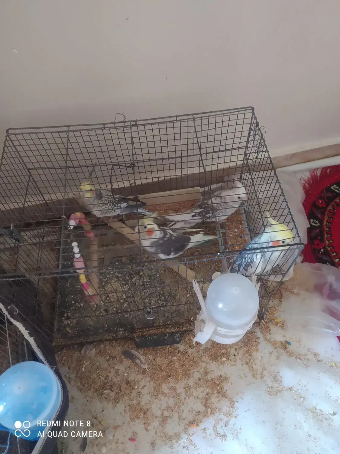 عروس هلندی|پرنده|محمدشهر, محمدشهر|دیوار