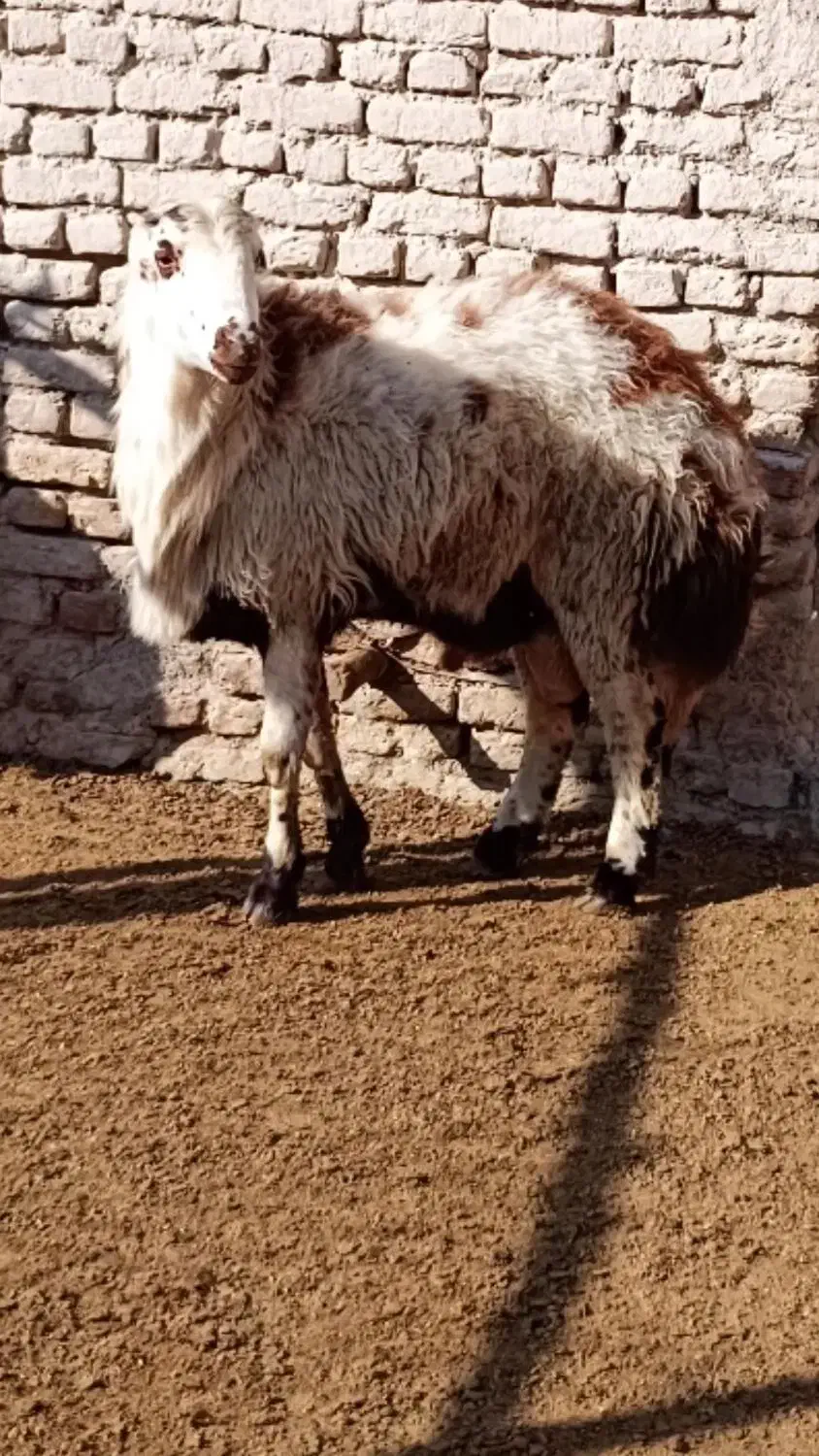 بره قوچ پلنگی بروجردی|حیوانات مزرعه|چناران, |دیوار