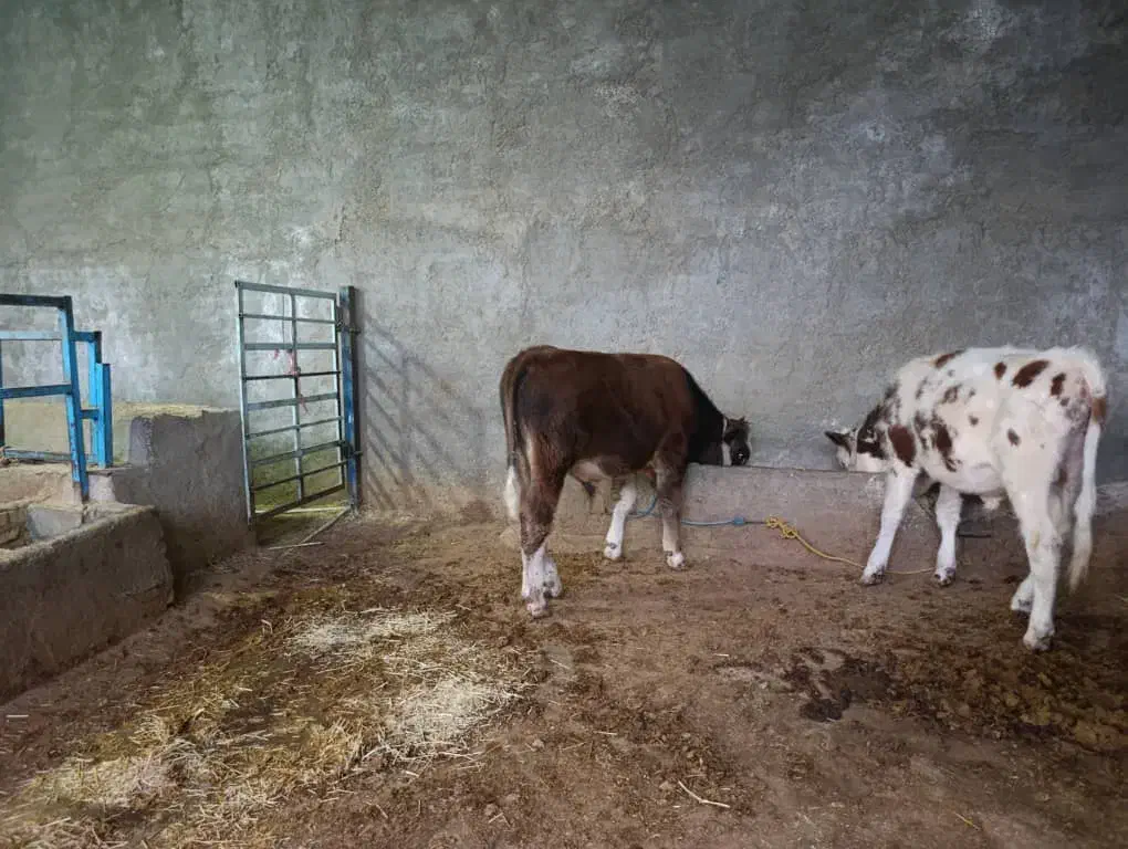 گوساله سیمنتال|حیوانات مزرعه|مرودشت, کناره|دیوار