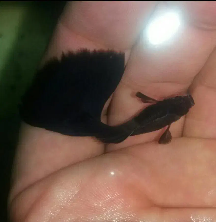 گوپی فایتر دیسکس آنجل آکواریوم  گیاهخوار  گوشتخوار|ماهی|اردبیل, |دیوار