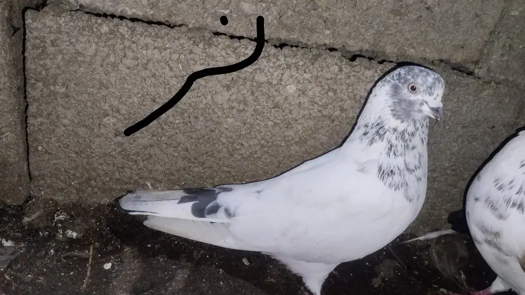 کبوتر پرشی|پرنده|لاهیجان, قیام|دیوار