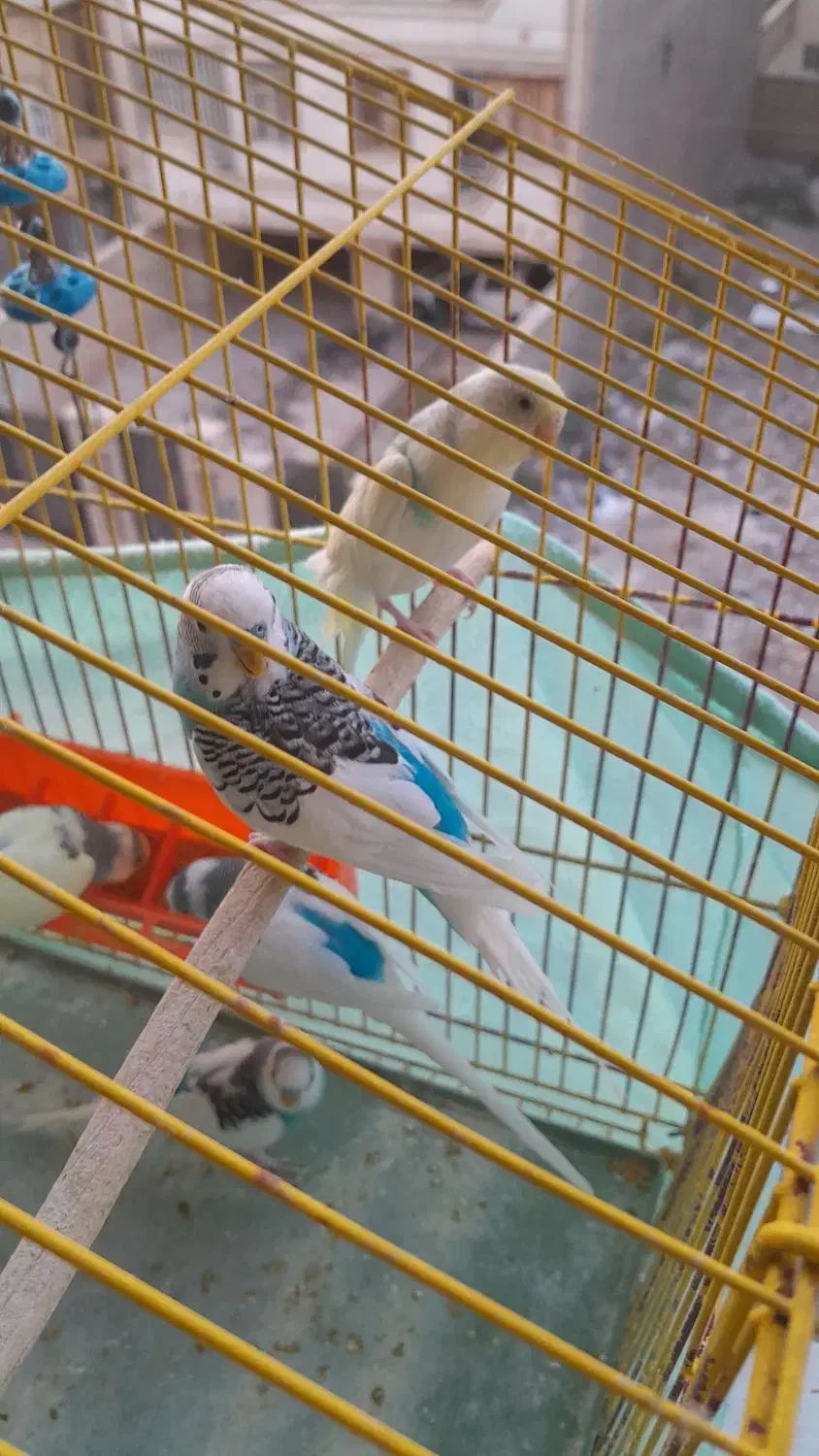 مرغ عشق زیبا|پرنده|گلستان (تهران), |دیوار