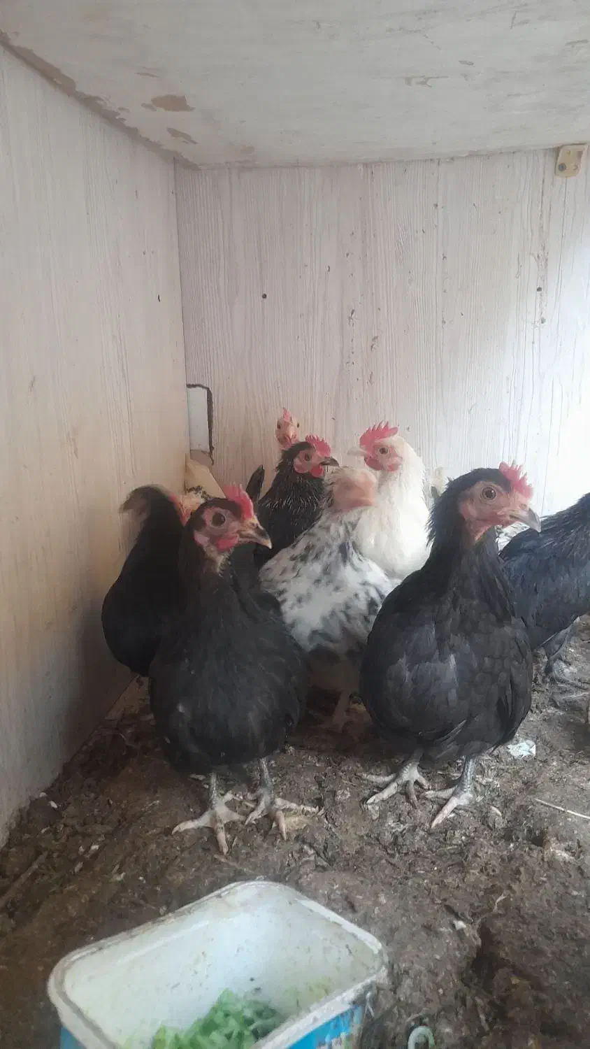 جوجه چاپنیز|حیوانات مزرعه|تبریز, |دیوار