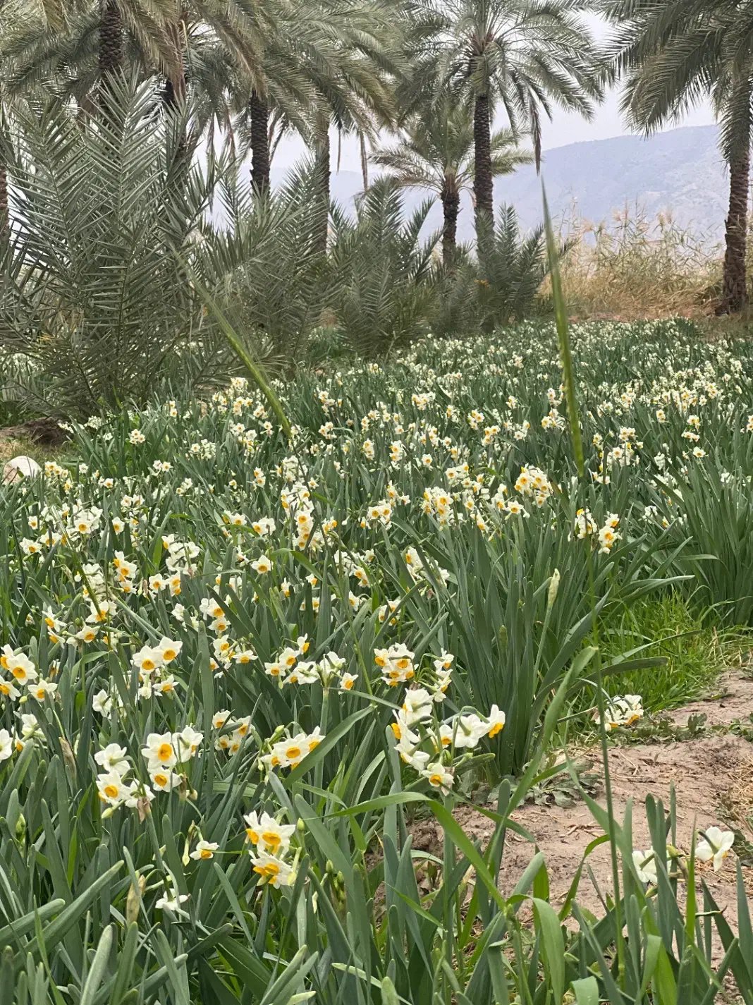 گل نرگس|گل و گیاه طبیعی|جره و بالاده, |دیوار