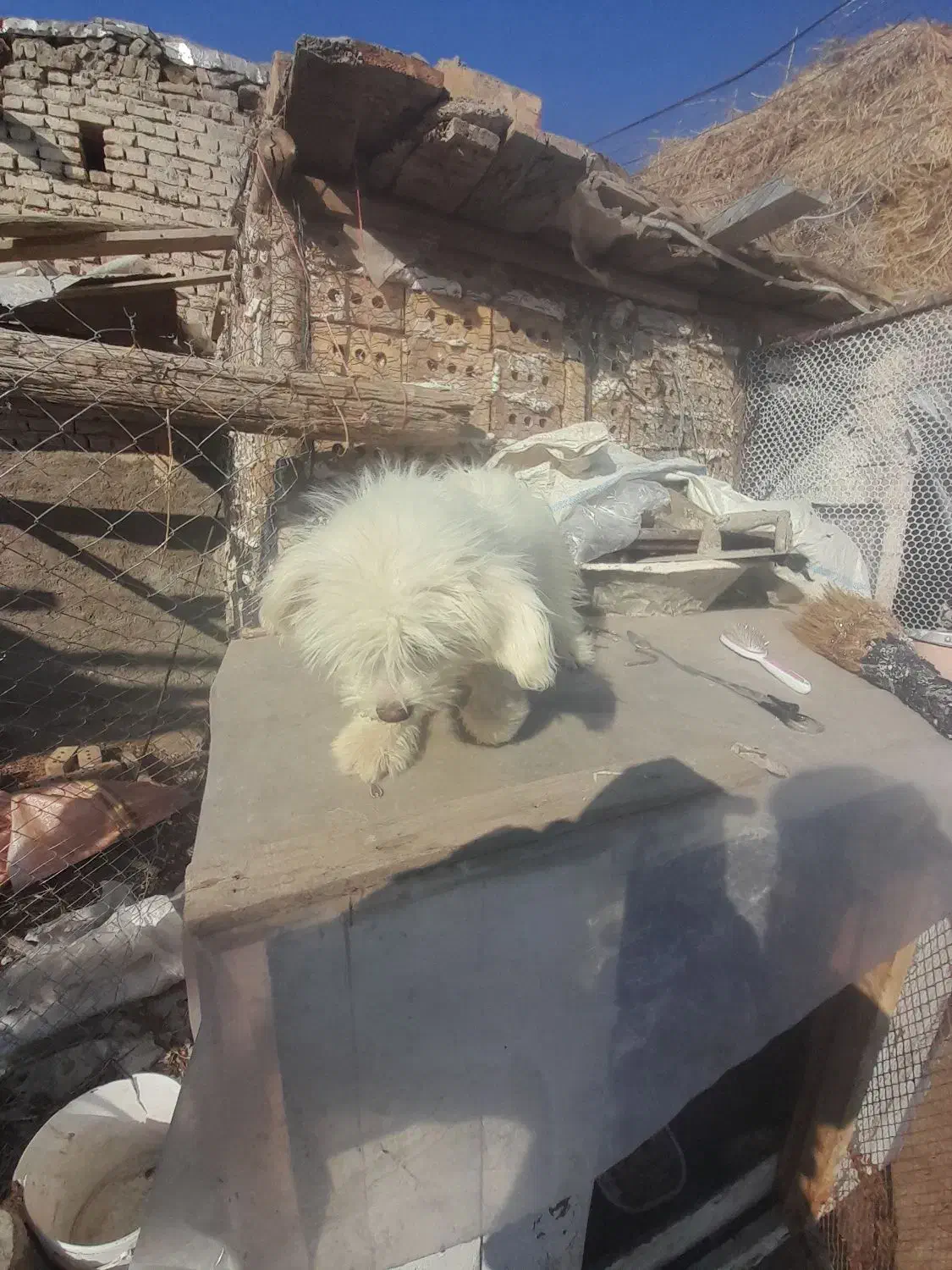 سگ عروسکی|سگ|سلماس, |دیوار